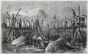 Kabeljauw drogen in Fiskerness in Groenland - Kabeljauw drogen in Fiskerness in Groenland Gravure uit 