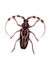 Coleoptera: Lophocerus barbatus door Unknown artist