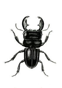 Coleoptera: Odontolarius giganteus door Unknown artist