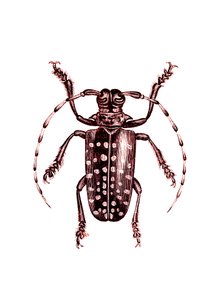 Coleoptera: Ophoptera Tollii
