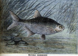 Gewone brasem. Gravure uit 1897