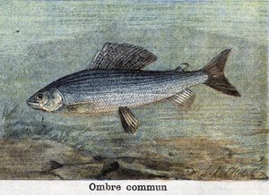 Gemeenschappelijke Schaduw gravure uit 1898