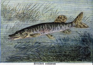 Gewone snoek. Gravure uit 1897