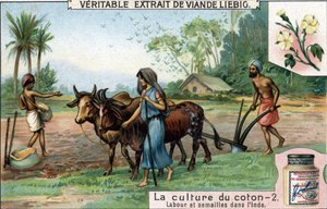 Katoenteelt: ploegen en zaaien in India. Chromolithografie, Liebig afbeelding.