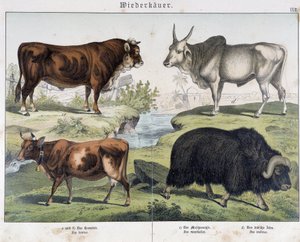 Koe, rund, jak - in "Natural History of Mammals", ed. Schreiber