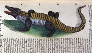 Krokodil. in Historia Animalium door Conrad Gesner (1516 - 1565), Tiguri door Unknown artist