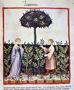 Teelt van medicinale planten: oogsten van zoethout (hout of wortel). Verluchting uit de 