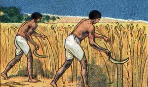 Dagelijks leven in het oude Egypte: boeren oogsten de bles, begin 20e eeuw (chromo)