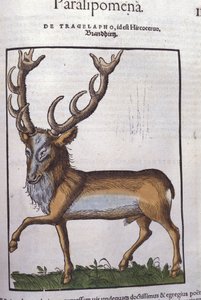 Hert na Historiae animalium door Konrad Gesner, Tiguri door Unknown artist