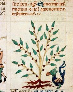 Beschrijving van een fantastische boom en dier. Miniatuur uit een Provençaals manuscript van het type 