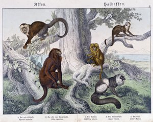 Verschillende apensoorten - in "Natural histories of mammals", ed. Schreiber door Unknown artist