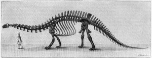 Dinosaurusskelet: 