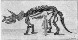 Dinosaurusskelet: 