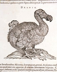 Dodo of Dronte. Uitgestorven vogel - in 