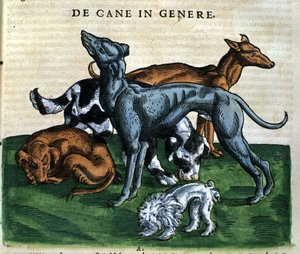 Honden uit de Historia Animalium door Conrad Gesner, Tiguri 1560. Biblioteca nazionale Braidense. Milaan
