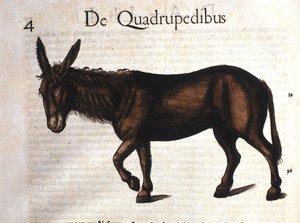 Ezel uit Historia Animalium door Conrad Gesner, Tiguri 1560 door Unknown artist