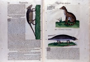 Dubbele pagina van Historia Animalium door Conrad Gesner, Tiguri door Unknown artist