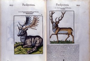 Dubbele pagina van herten in Historia Animalium door Conrad Gesner (1516 - 1565), Tiguri