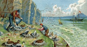 Donsproductie in Nieuw-Zemble, Rusland: mannen die belast zijn met het verzamelen van eieren en veren moeten de rotsen beklimmen om de nesten te bereiken. Chromolithografie uit de 19e eeuw