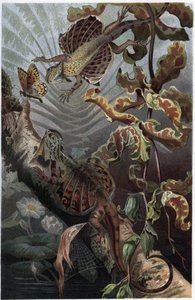 Draco volans, variëteit van boomhagedis - Draco (geslacht) (vliegende draken) - gravure uit 