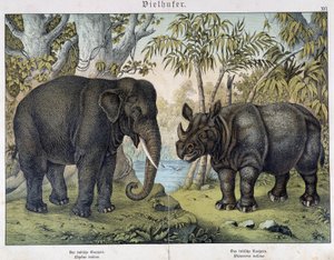 Olifant en neushoorn - in "Natural histories of mammals", ed. Schreiber, München door Unknown artist
