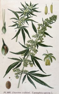 Vrouwelijke cannabisplant. Gravure uit de 19e eeuw