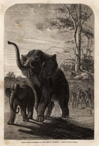 Vrouwelijke olifant beschermt haar jong tegen jagers van Zambese. Gravure ter illustratie van Dr. Livingstone