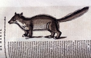 Pelsdier - in Historia Animalium door Conrad Gesner (1516 - 1565), Tiguri door Unknown artist