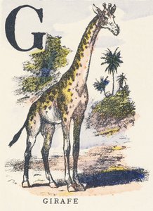 G: giraffe