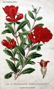 Tuinplanten: granaatappelbloemen (familie Grenatées)