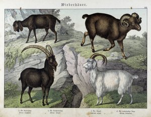 Geit - in "Natural History of Mammals", ed. Schreiber door Unknown artist