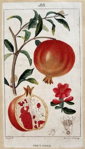 Grenadier - botanische plaat 19e eeuw