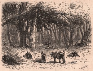 Groep mensen die paddenstoelen plukken in het bos van Fontainebleau