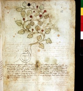 Kruid "Idriam Maggiore" of gras "in de vorm van een eenvoudige knoop". Botanische plaat, Biblioteca comunale di Rimini door Unknown artist