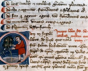 Tuinbouw: oogsten van fruit. Detail. Manuscriptpagina (MS.s.vi) Agrarisch Verdrag (Trattato di agraria) door Pietro de Crescenzi (1233-1320) 14e eeuw Cesena, Biblioteca Malatestiana door Unknown artist