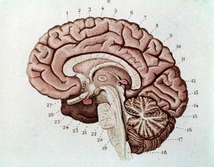 Menselijke hersensectie met hersenhelften en cerebellum (gravure) door Unknown artist