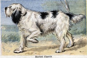Jachthond: Stop Barbet