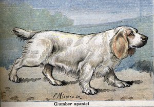 Jachthond: Clumber spaniël