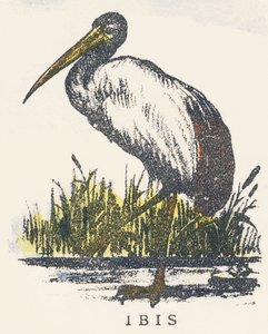 I: Ibis door Unknown artist