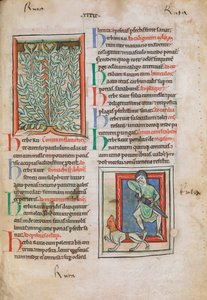 Verlichte miniaturen van de plant Rue (Ruta) door Unknown artist