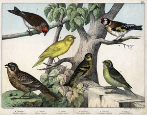 Illustratie voor "Natuurlijke geschiedenis van vogels", ed. Hoepli, Milaan door Unknown Artist