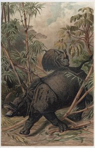 Indische neushoorn - De Indische neushoorn (Rhinoceros unicornis) - gravure uit 