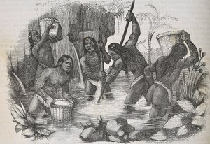Indianen van het eiland Hispaniola die goud pannen door Unknown artist