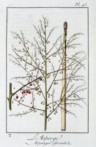 De asperge (Asparagus officinalis) - in 