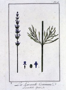 De gewone lavendel (Lavandula spica) - in 