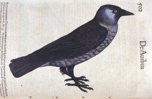 La choucas in Historia Animalium door Conrad Gesner (1516 - 1565), Tiguri