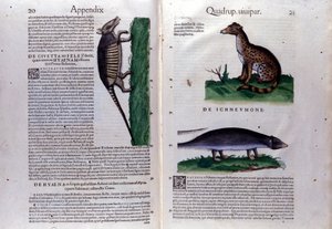 De civetkat, de hyena en de mangoest in Historia Animalium van Conrad Gesner (1516 - 1565), Tiguri door Unknown artist