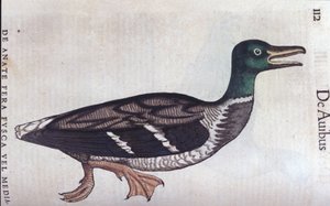 La ducard souchet in Historia Animalium door Conrad Gesner (1516 - 1565), Tiguri
