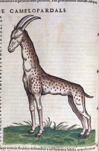 De giraffe. in Historia Animalium door Conrad Gesner (1516 - 1565)