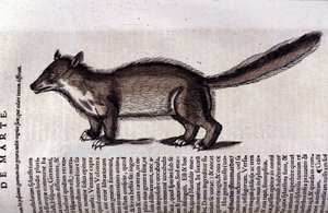 De marter in Historia Animalium door Conrad Gesner (1516 - 1565), Tiguri door Unknown artist